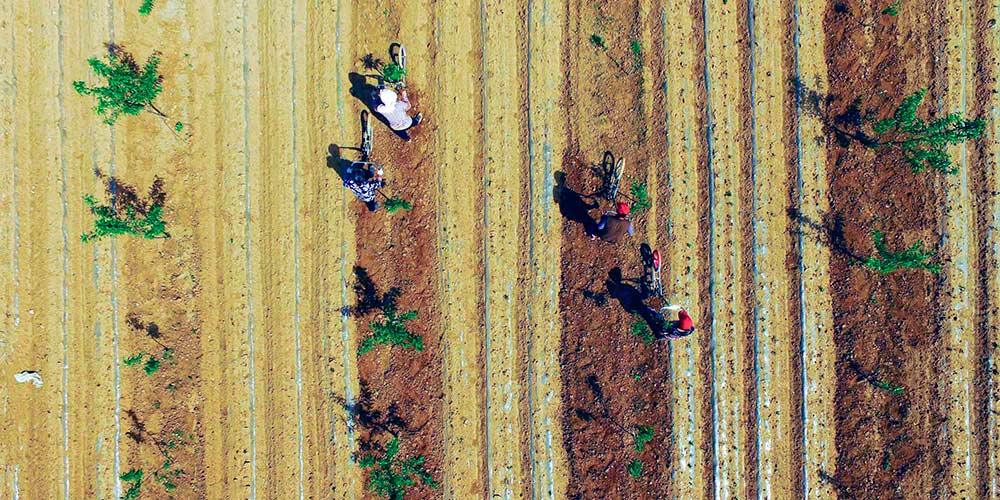 Agricultores trabalham em pomar em Hebei, norte da China