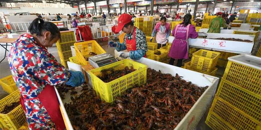 Indústria de lagostim gera empregos e aumenta renda em Qianjiang, província de Hubei