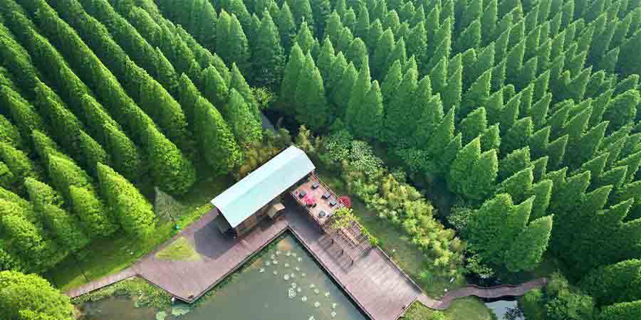 Parque Florestal Nacional do Mar Amarelo em Dongtai, província de Jiangsu