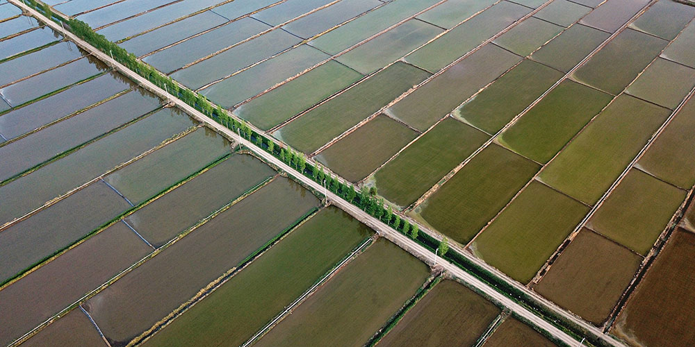 Cenário de arrozais em Yinchuan, noroeste da China