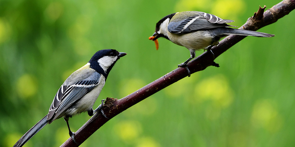 Galeria: Pássaros em busca de comida
