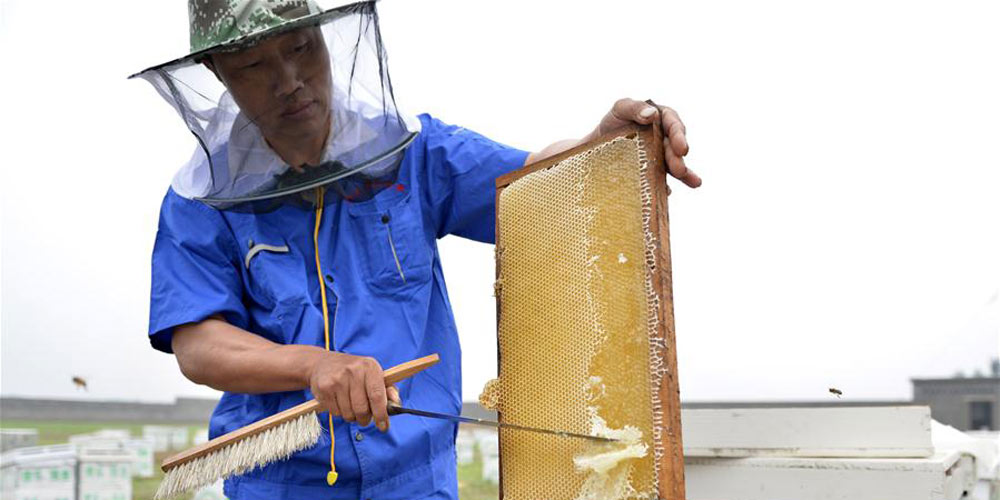 Receita anual de vendas de mel em distrito de Hebei ultrapassa 6,28 milhões de dólares