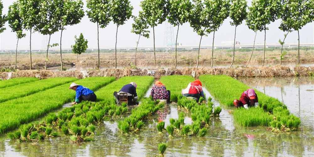 Agricultores transplantam mudas de arroz cultivadas em solo salino em Jiangsu