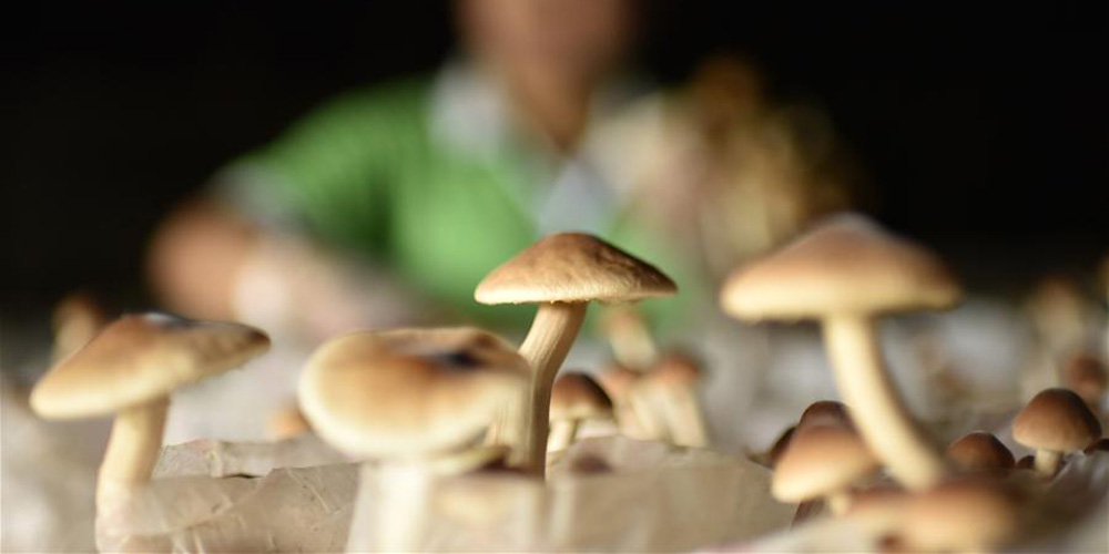 Agricultores cultivam fungos comestíveis em Guizhou
