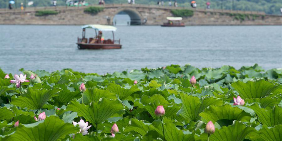 Flores de lótus no Lago Oeste em Hangzhou