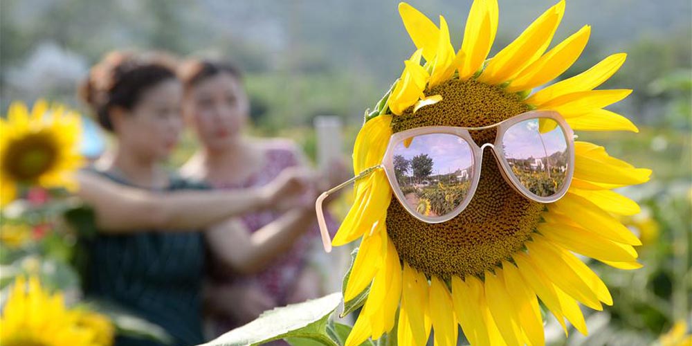 Paisagens de girass&oacute;is em Handan