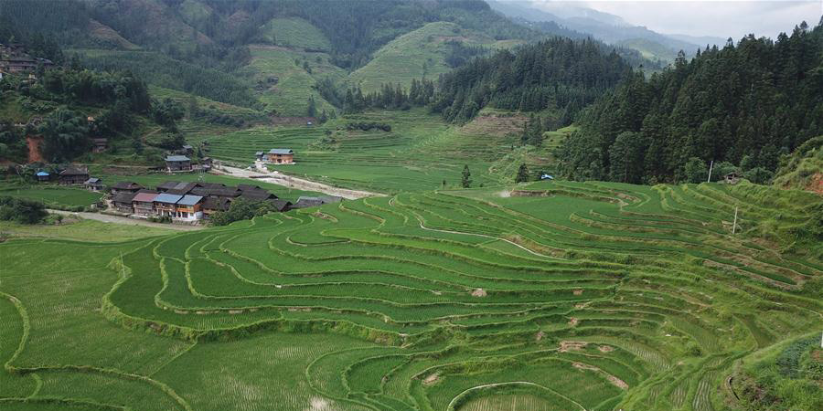 Cenário de terraços em Guizhou