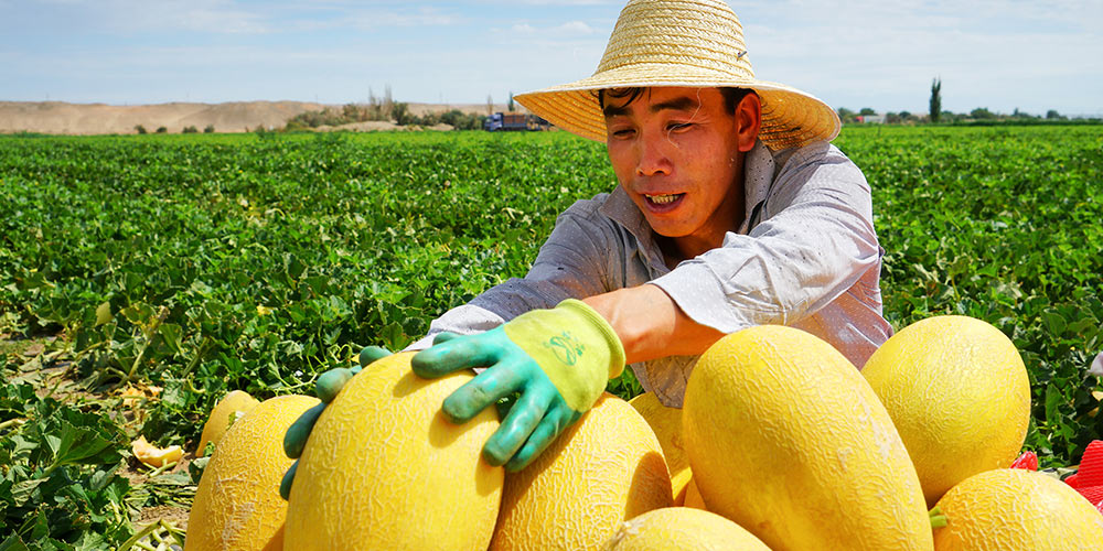 Mel&otilde;es Hami colhidos em Xinjiang, noroeste da China