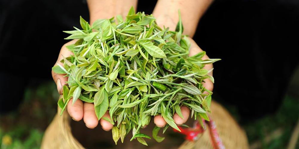 Plantação de chá em Guizhou promove trabalho de alívio da pobreza