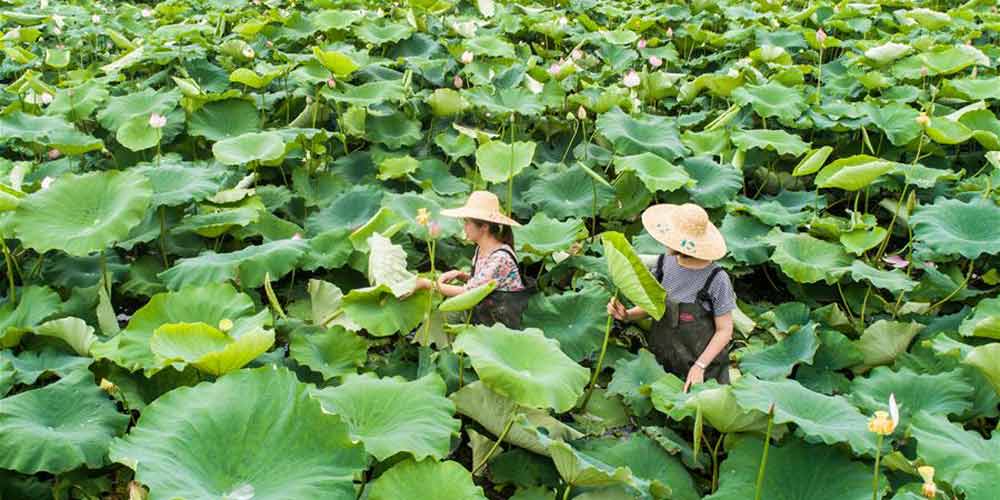 Plantio ecologicamente correto melhora condições de vida e desenvolve turismo rural em aldeia de Zhejiang