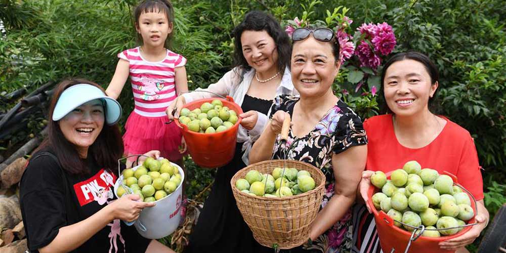 Plantação de peras e ameixas em Yunnan