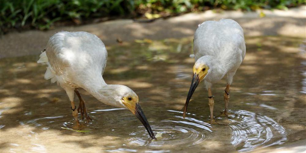 Oito filhotes de ibis coroado nascem em centro de proteção de espécies ameaçadas em Guangzhou