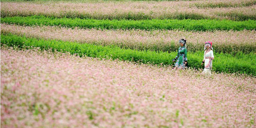 Cenário da fazenda de trigo-sarraceno em Guizhou, no sudoeste da China