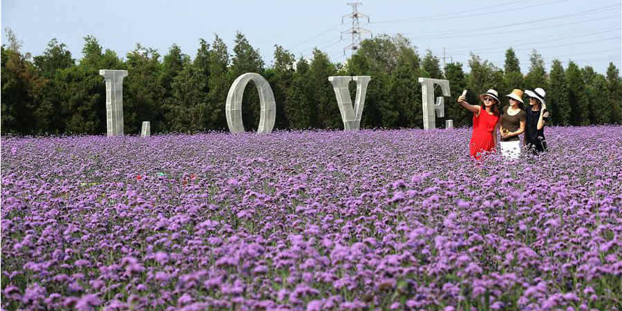 Turistas desfrutam de flores verbena em Qinhuangdao, no norte da China