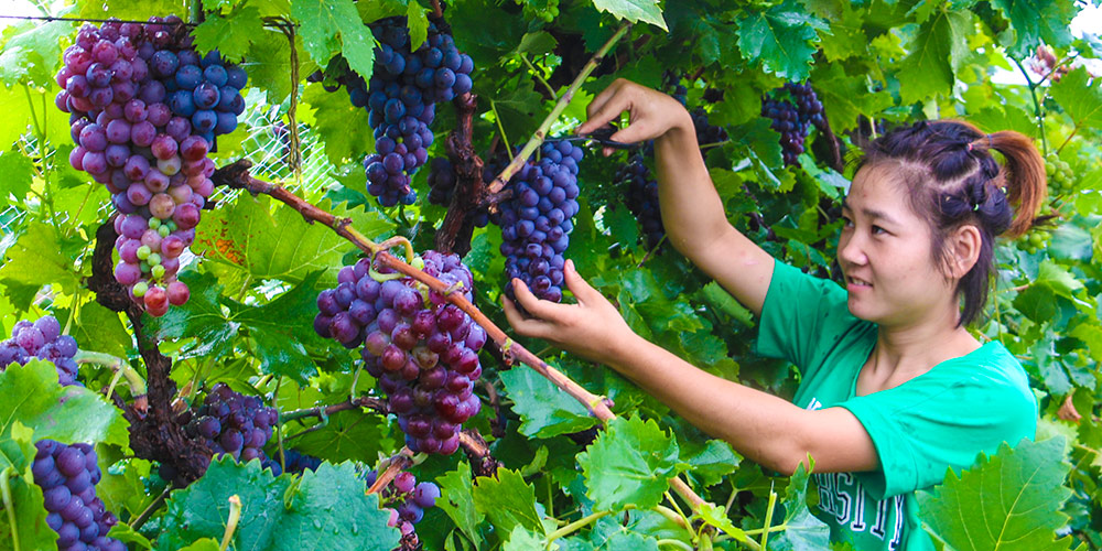 Plantações de uva geram renda de 30 milhões de yuans em distrito de Hebei, norte da China
