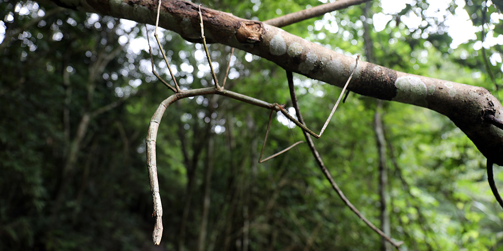Larvas de bicho-pau criadas artificialmente são soltas na natureza em Guangxi, sul da China