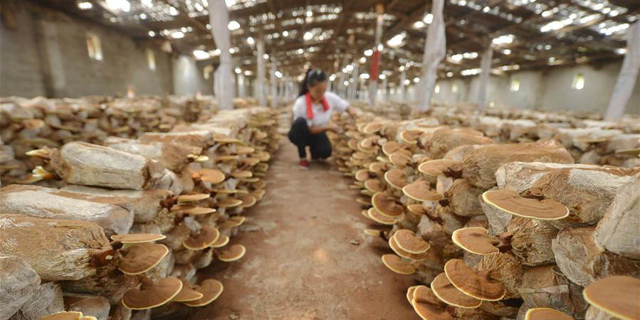 Cultivo de cogumelos lingzhi aumenta renda de agricultores em aldeia de Hebei, norte da China