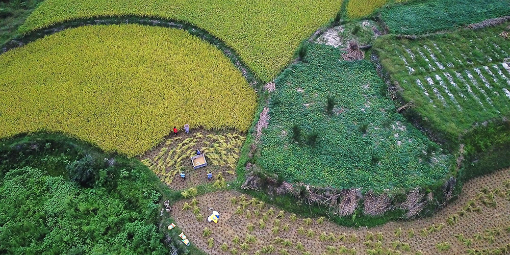 Agricultes colhem culturas em Guizhou, sudoeste da China