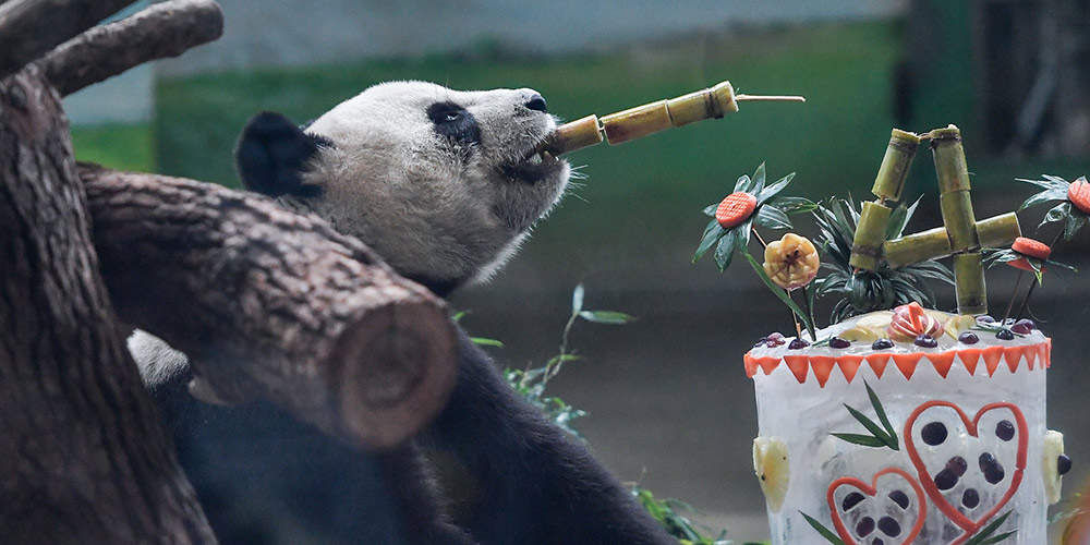 Pandas-gigantes celebram aniversário no Zoológico de Taipei