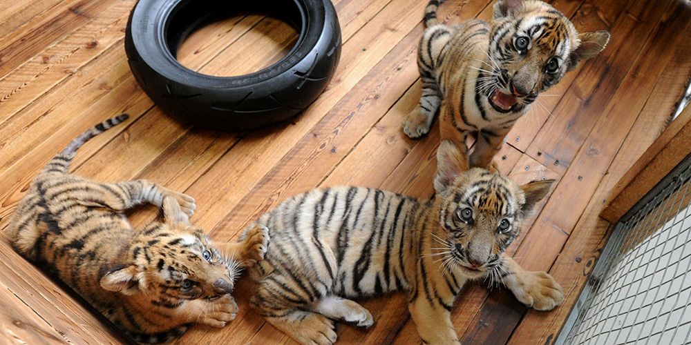 Três filhotes de tigre do Sul da China brincam em base de criação em Suzhou