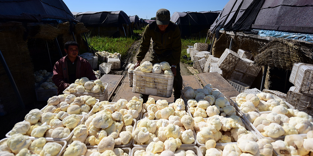 Colheita de cogumelos em Heilongjiang