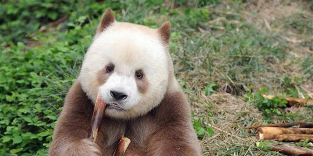 Galeria: Raro panda-gigante marrom e branco vive em centro de pesquisa de Xi'an