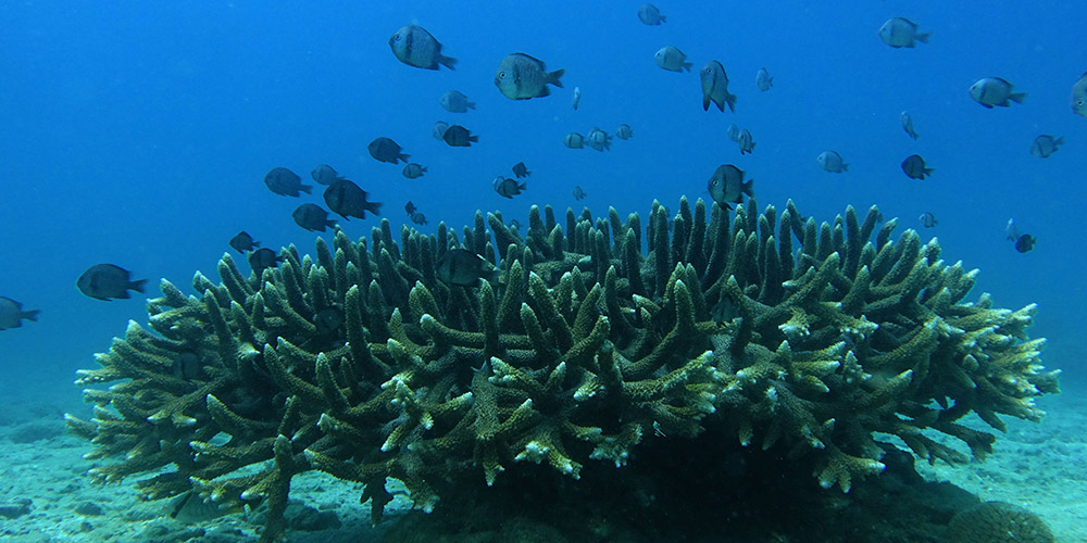 China preserva ecossistema de recife de corais em Hainan, sul da China