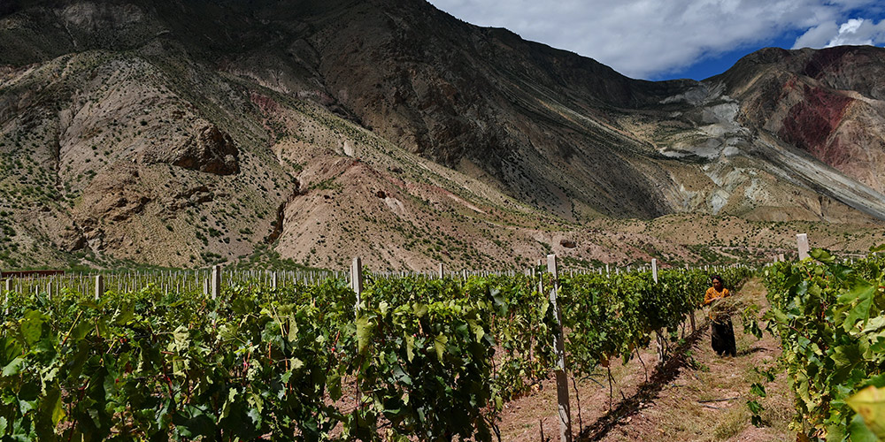 Agricultores cultivam uvas para aumentar renda no Tibet, sudoeste da China