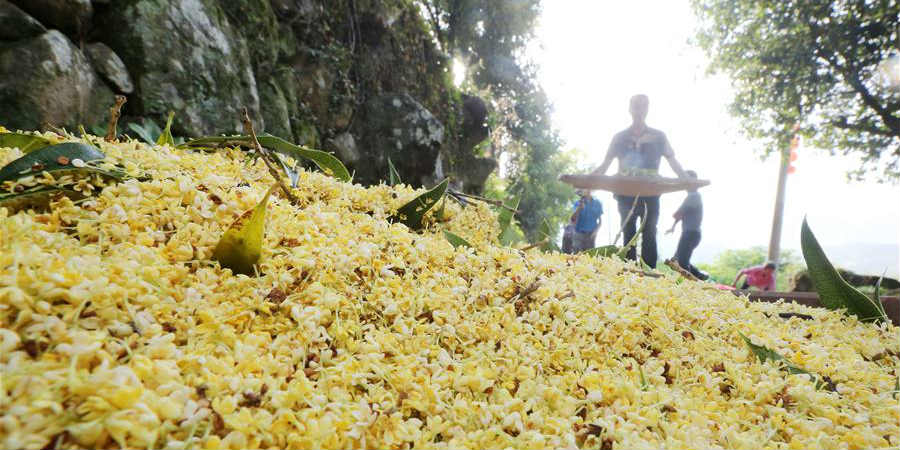 Aldeões colhem osmanthus adocicado em Fujian, sudeste da China