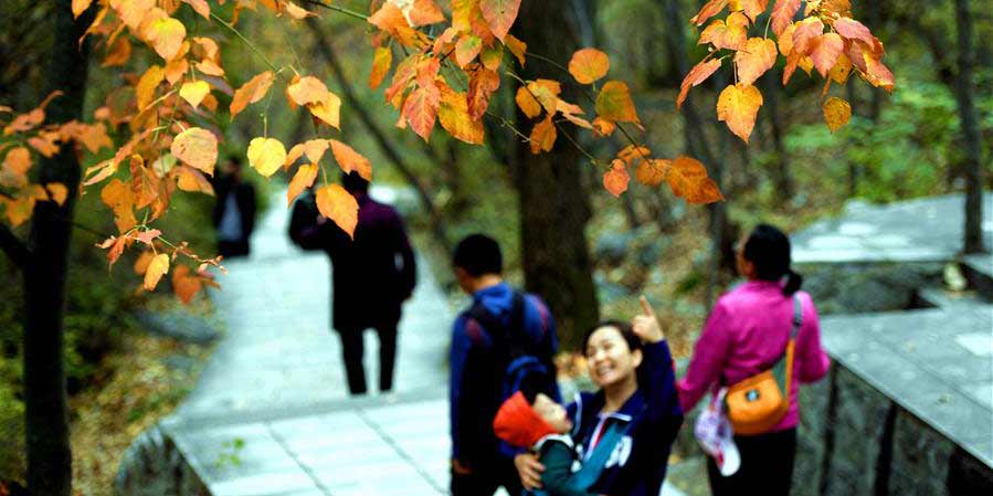 Folhas vermelhas na montanha Taihang em Shijiazhuang