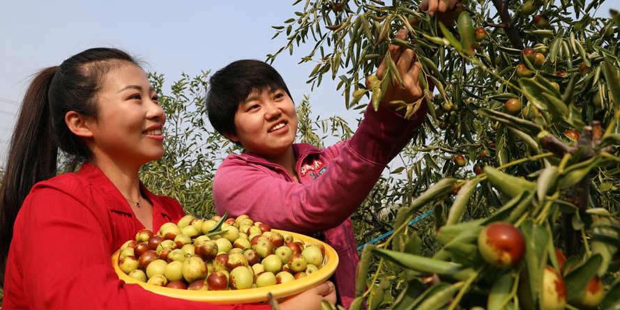 Agricultores colhem jujubas de inverno em Shandong