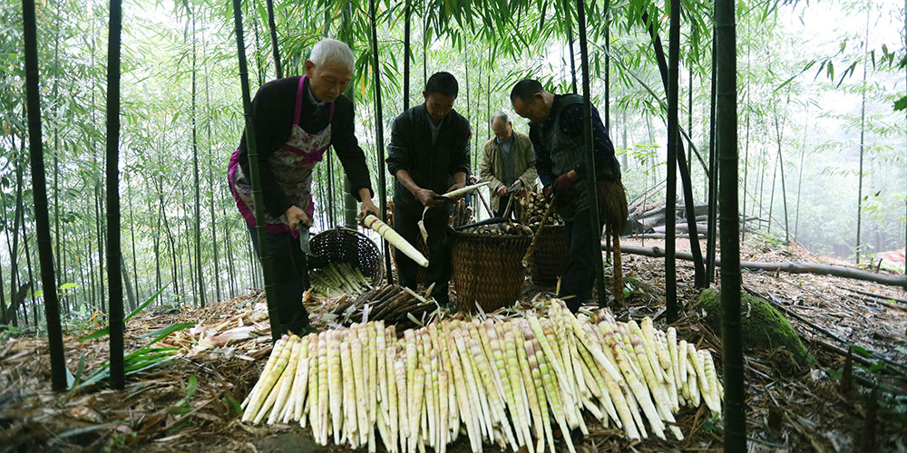 Colheita de brotos de bambu aumenta renda de moradores em Guizhou