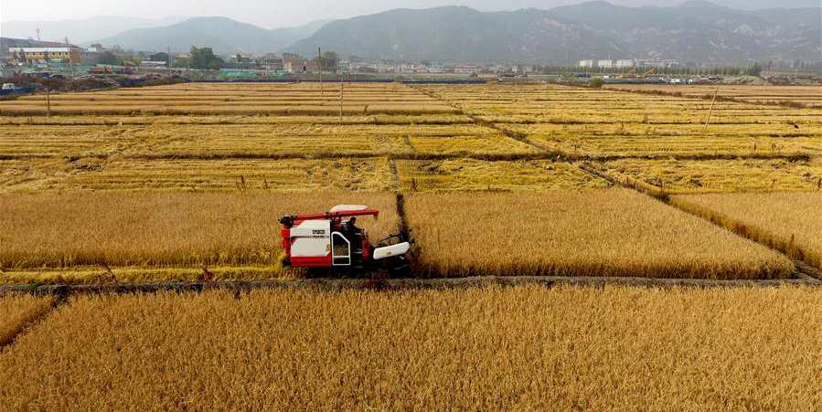 Colheita de outono nos campos de arroz de Shanxi