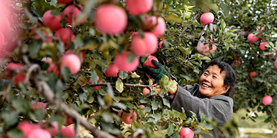 Indústria agrícola impulsiona economia e aumenta renda de aldeões em Hebei
