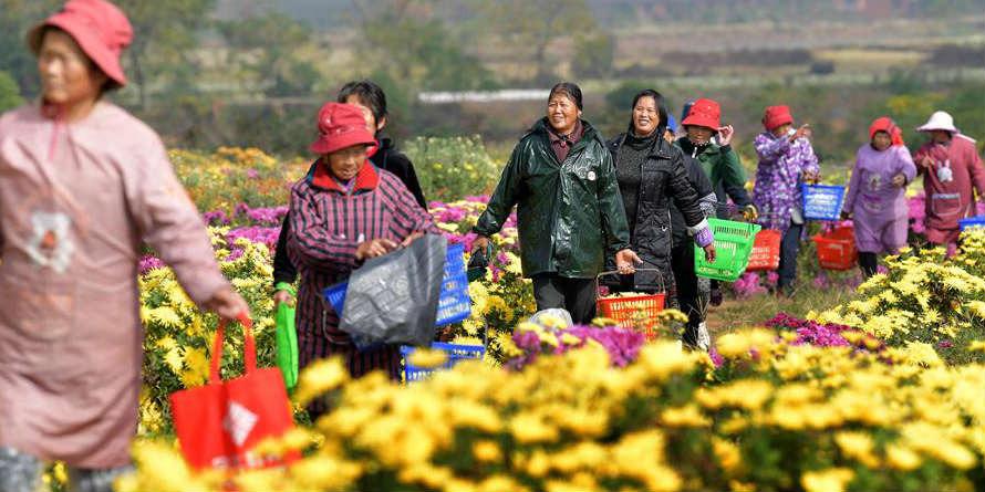 Agricultores escolhem crisântemos amarelos em campo no município de Jinxian em Jiangxi