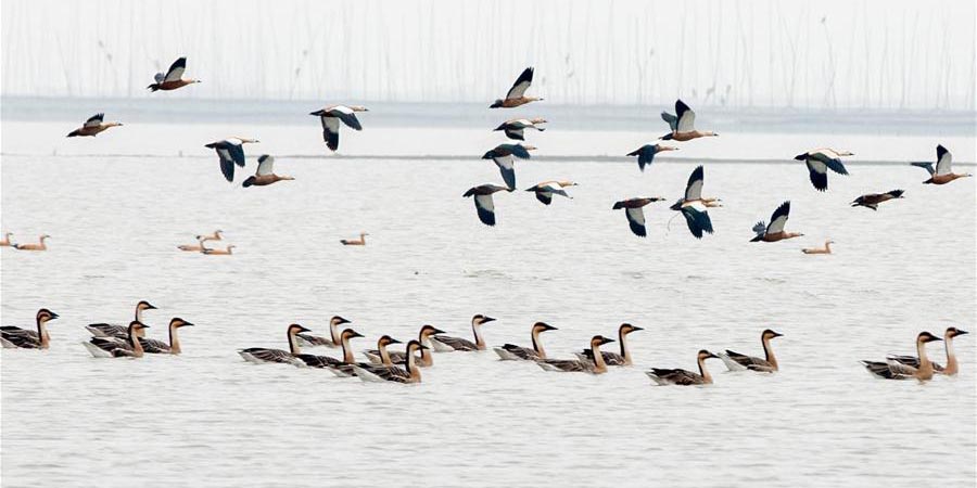 Aves migratórias passam o inverno em Xuyi, província de Jiangsu