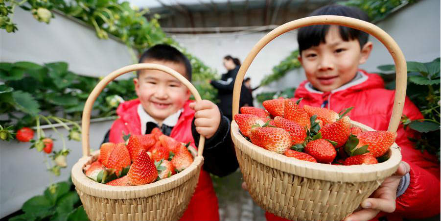 Novo método de cultivo de morangos em Shandong aumenta eficiência no uso da terra
