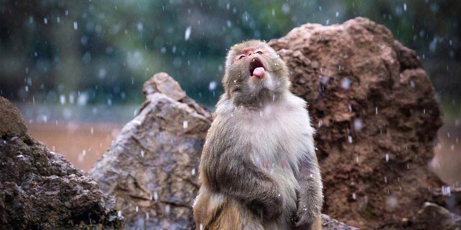 Macacos se divertem na neve em zoológico de Nanjing