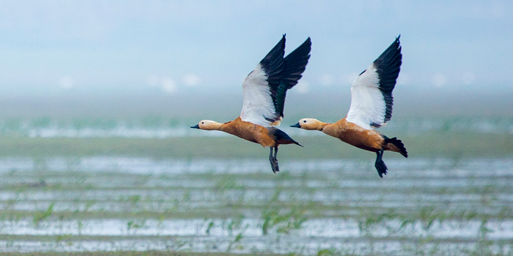 Fotos: Aves migratórias no lago Poyang