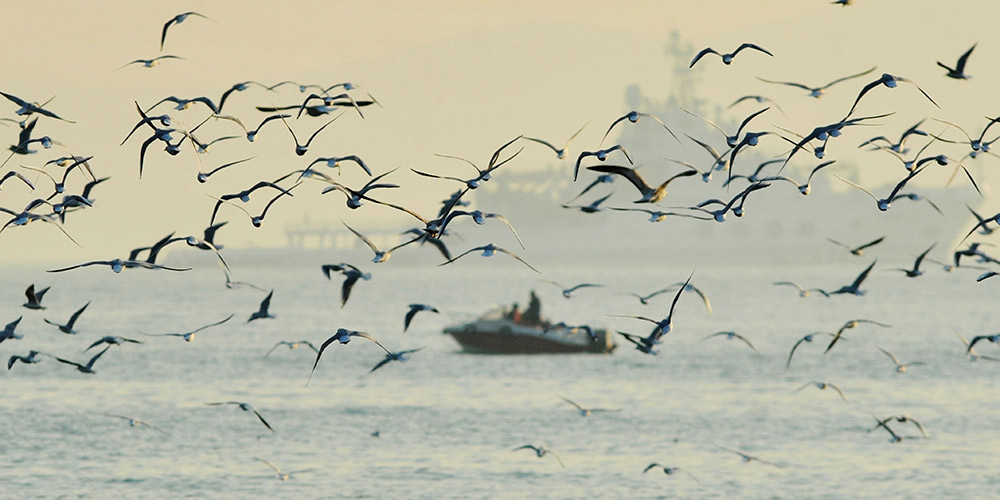 Turistas observam gaivotas perto da icônica Ponte Zhanqiao em Qingdao, leste da China