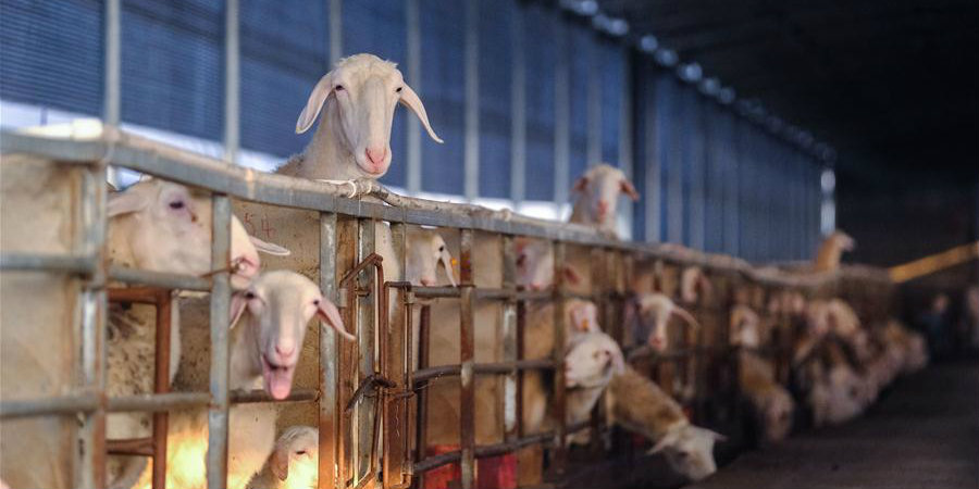 Agricultores encorajados a se livrar da pobreza através da criação de ovelhas na província chinesa de Zhejiang