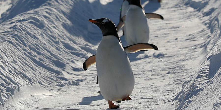 Pinguins se divertem no ar livre em Harbin