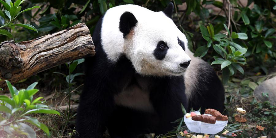 Panda "Ming Bang" celebra aniversário no Zoológico de Liuzhou