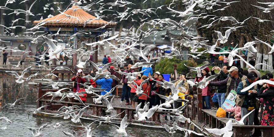 Gaivotas de cabeça negra migratórias atraem turistas a Kunming
