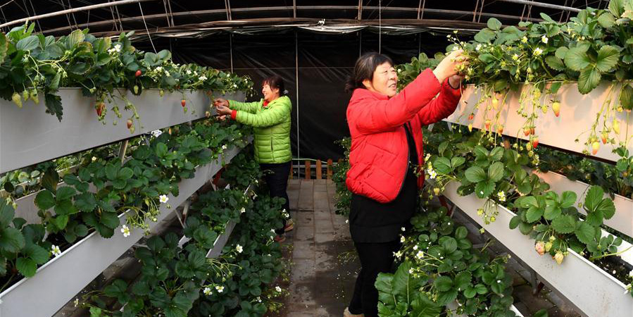 Agricultores trabalham no inverno em toda a China