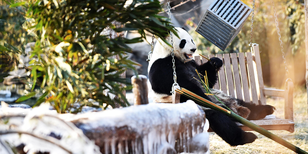 Pandas-gigantes se divertem no inverno de Shandong