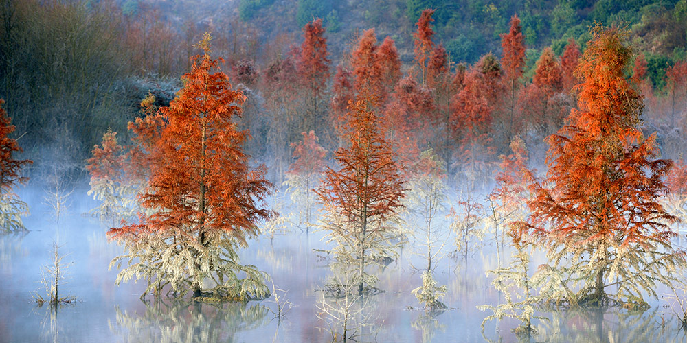 Fotos: Pântano de metasequoias em Yunnan, sudoeste da China