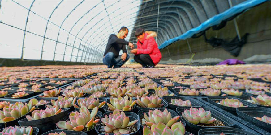 Indústria de plantas suculentas aumenta renda de agricultores em Hebei