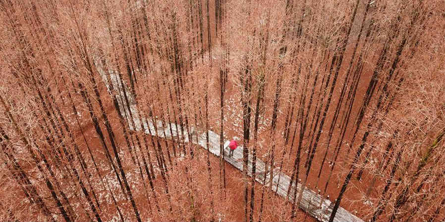 Fotos: Cenário de floresta após queda de neve em Jiangsu