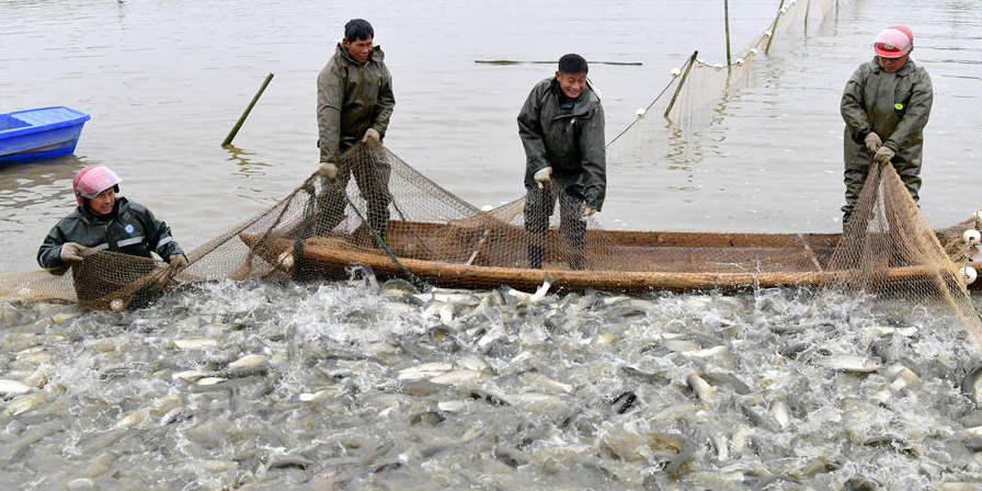 Pescadores pescam com redes de cerco para abastecer mercado de produtos de férias em Nanchang, leste da China